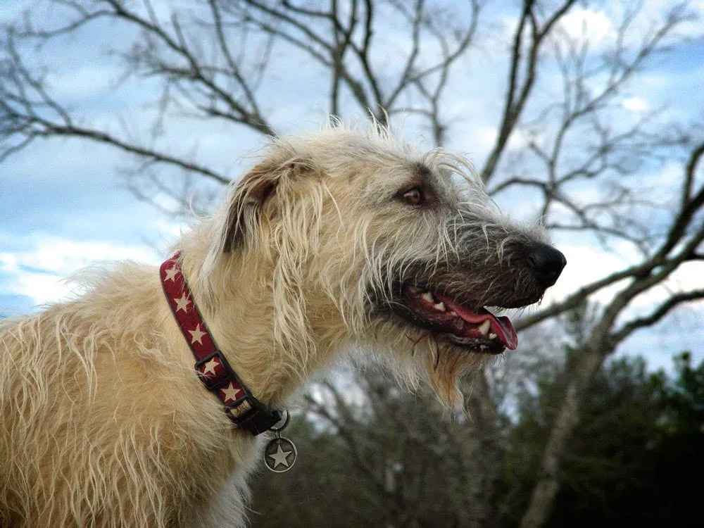 100% Hemp Decorative Adjustable Collars - 13 Patterns