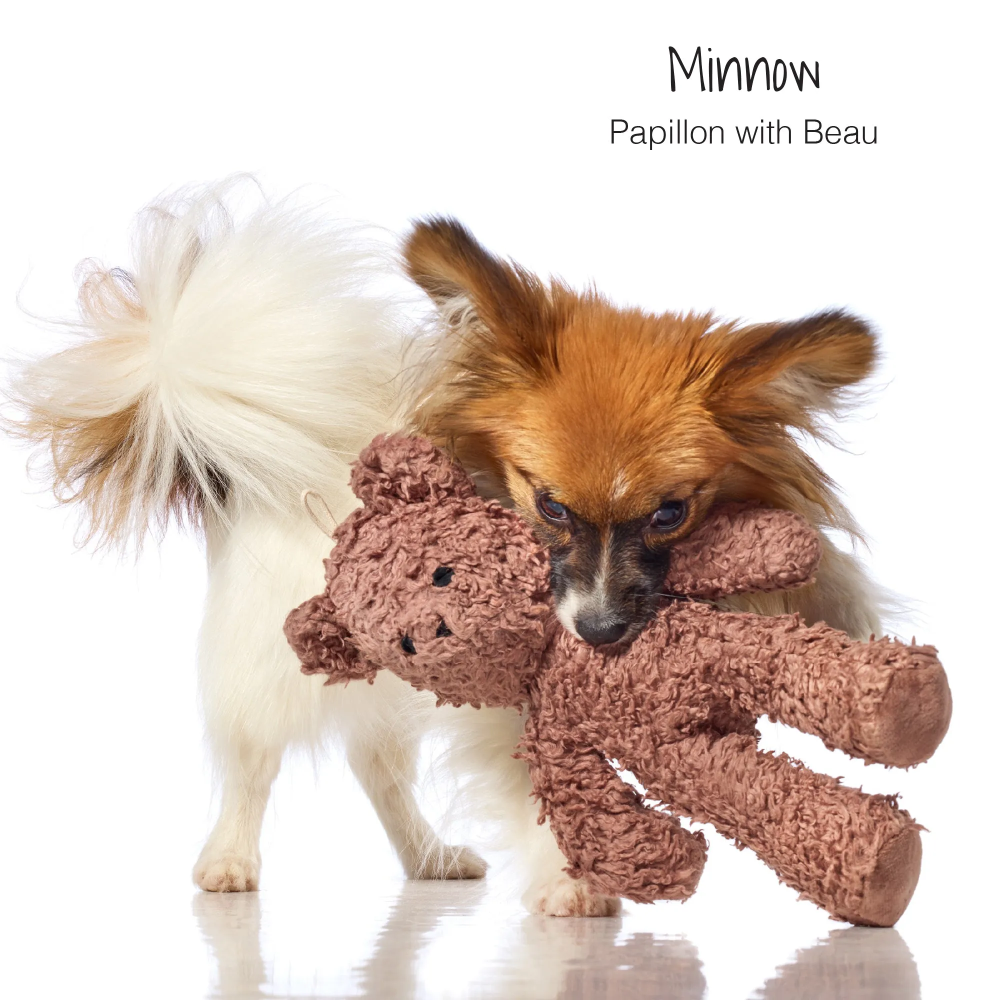 BEAU - THE TEDDY BEAR