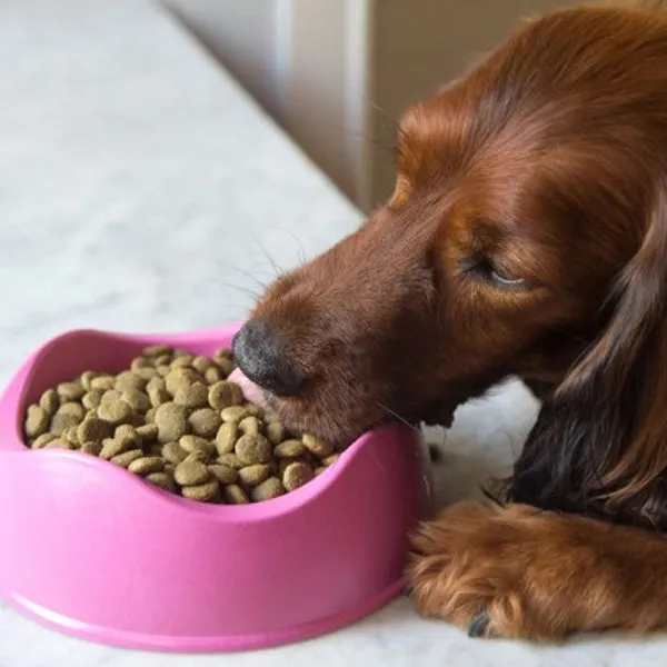 BeCo - Dog Bowl - Pink