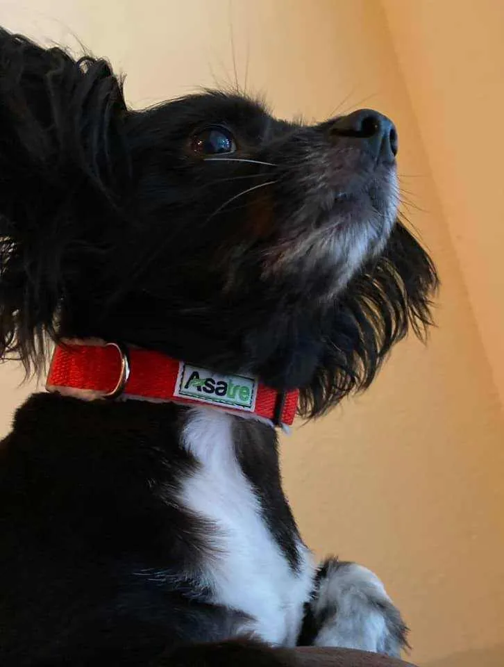 Dog Collar Leash Set: Adjustable Hemp Collar and Leash (Red)