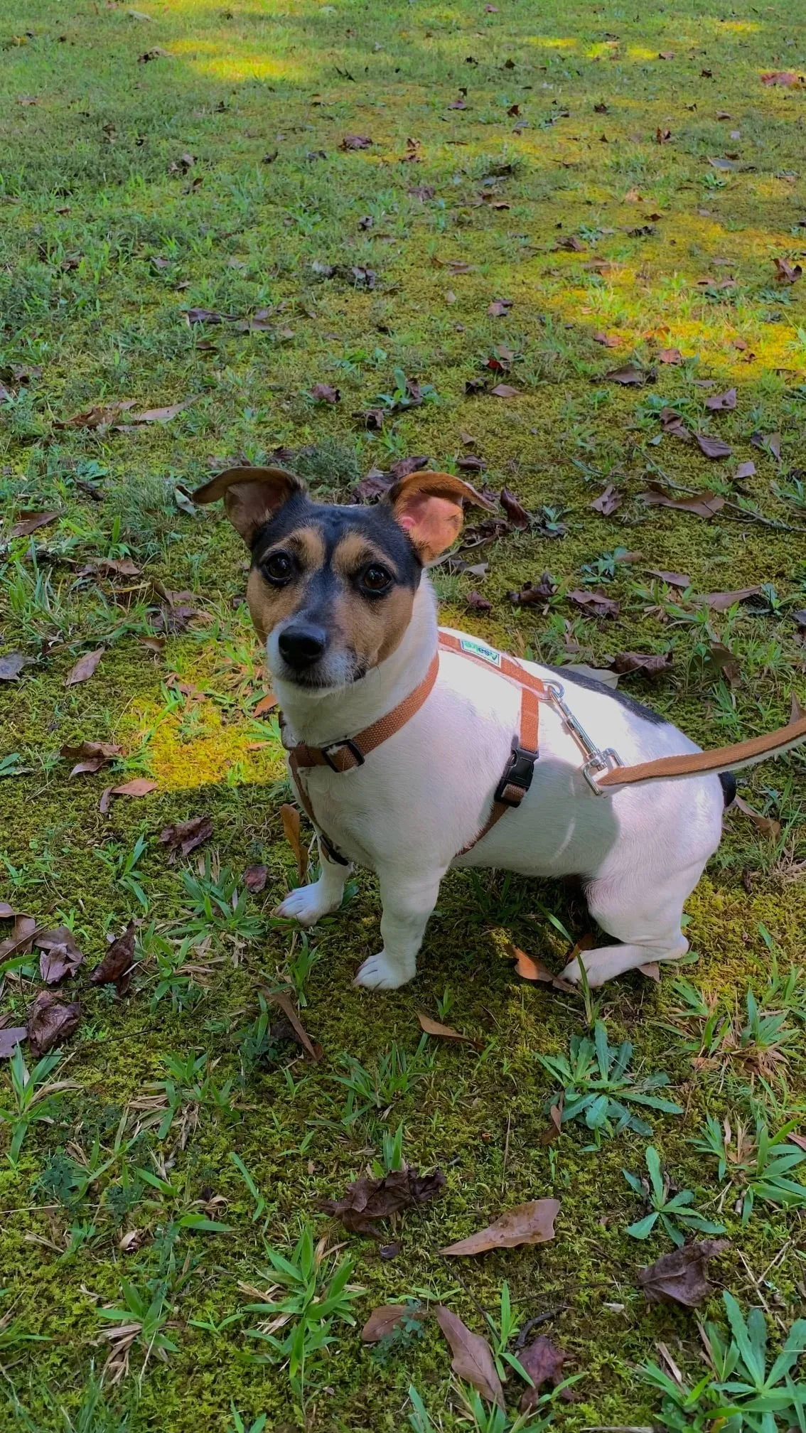 Hemp Dog Harness, Collar, and Leash Set - Chocolate Brown
