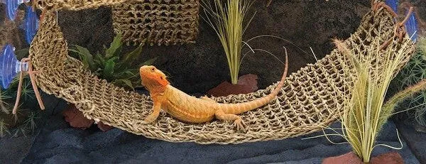 Lizard Lounger
