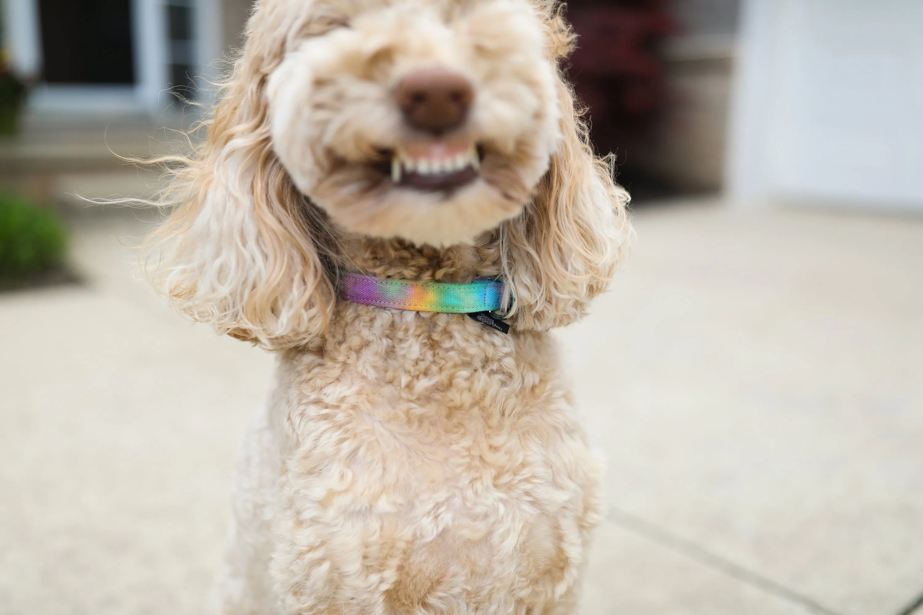 Tie Dye Dog/Cat Collar & Leash