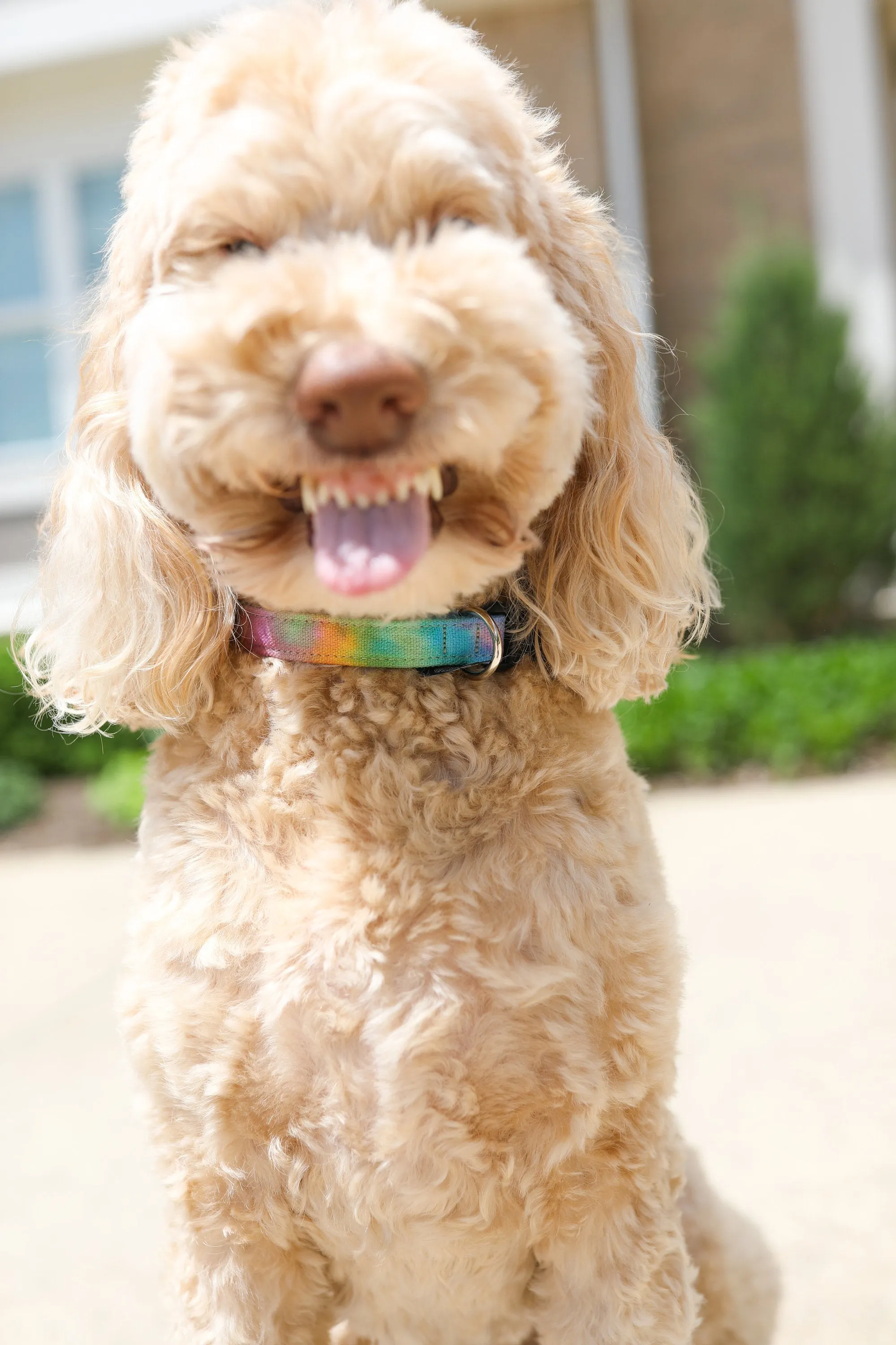 Tie Dye Dog/Cat Collar & Leash